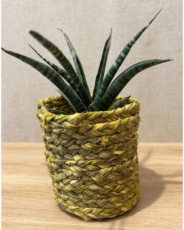 Handmade Sabai Round Planter - 5" height 4" diameter