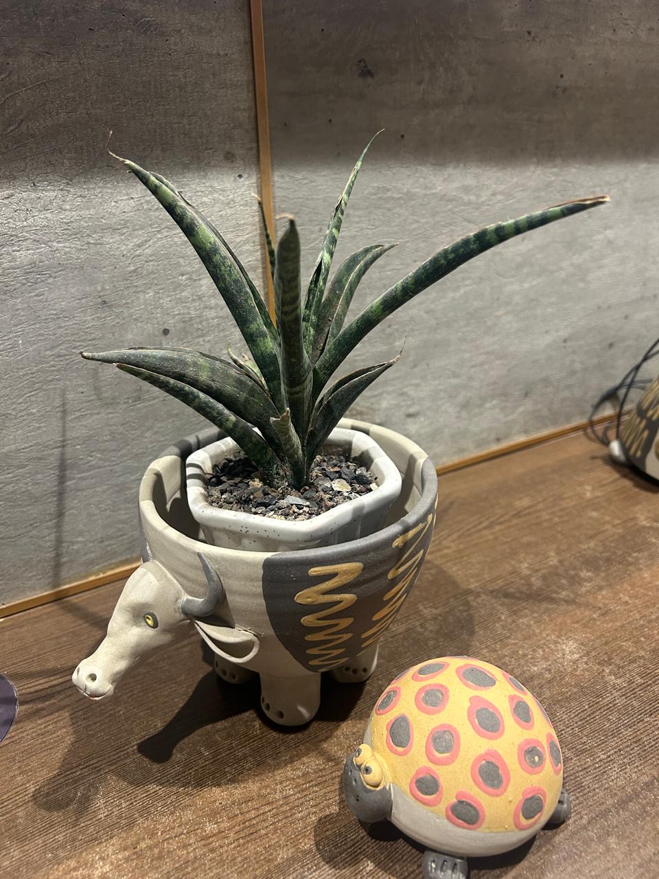 Steady Journey - Nerikomi Tortoise - Image 2